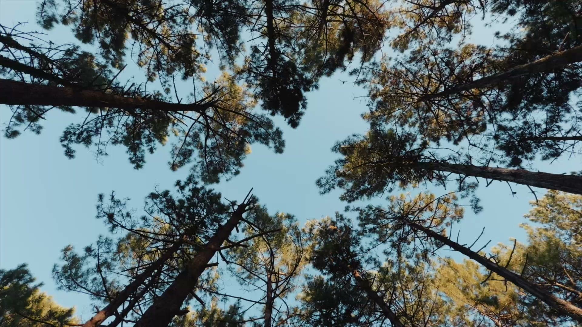Copas de pinos vistas desde abajo, contra el cielo